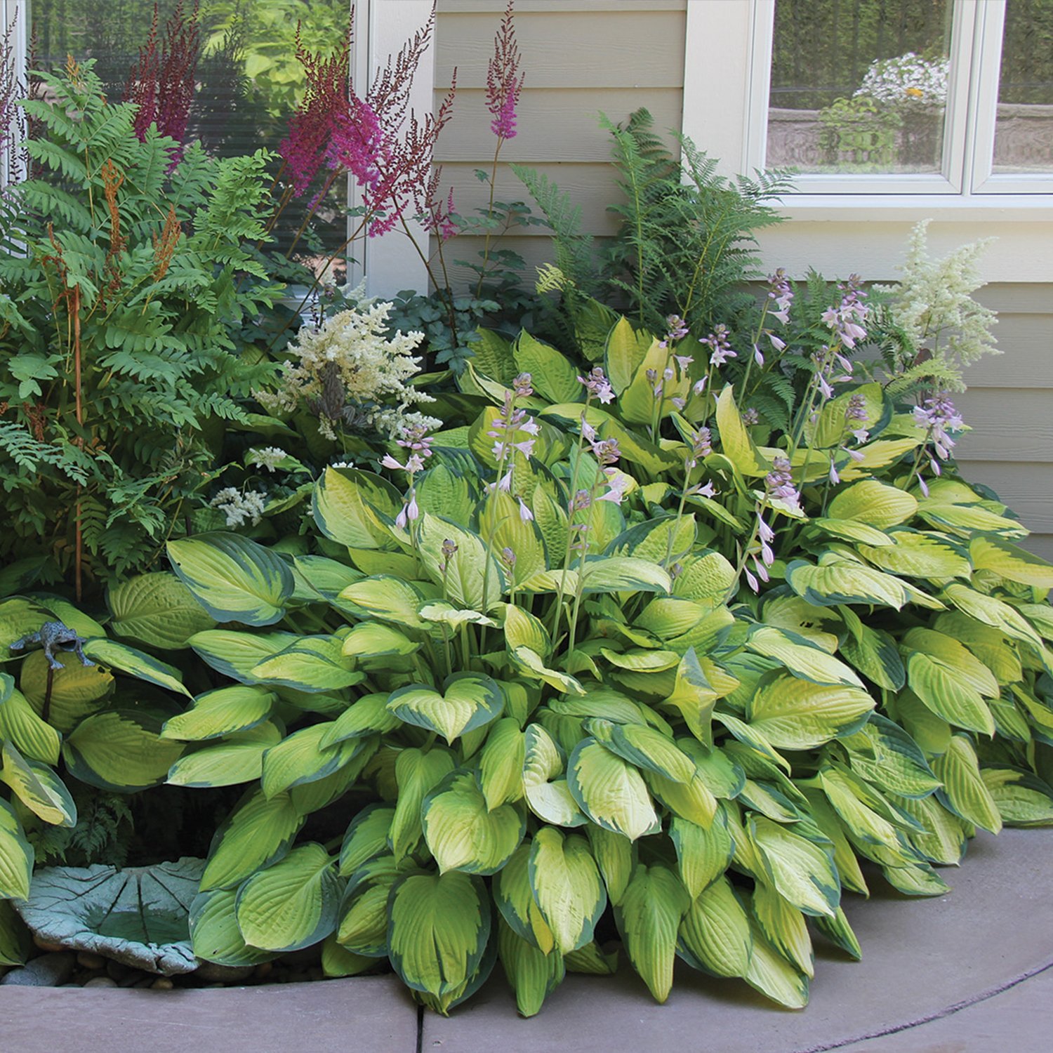 Gardening4Less Hosta Perenial Mixed Bare Root Plans