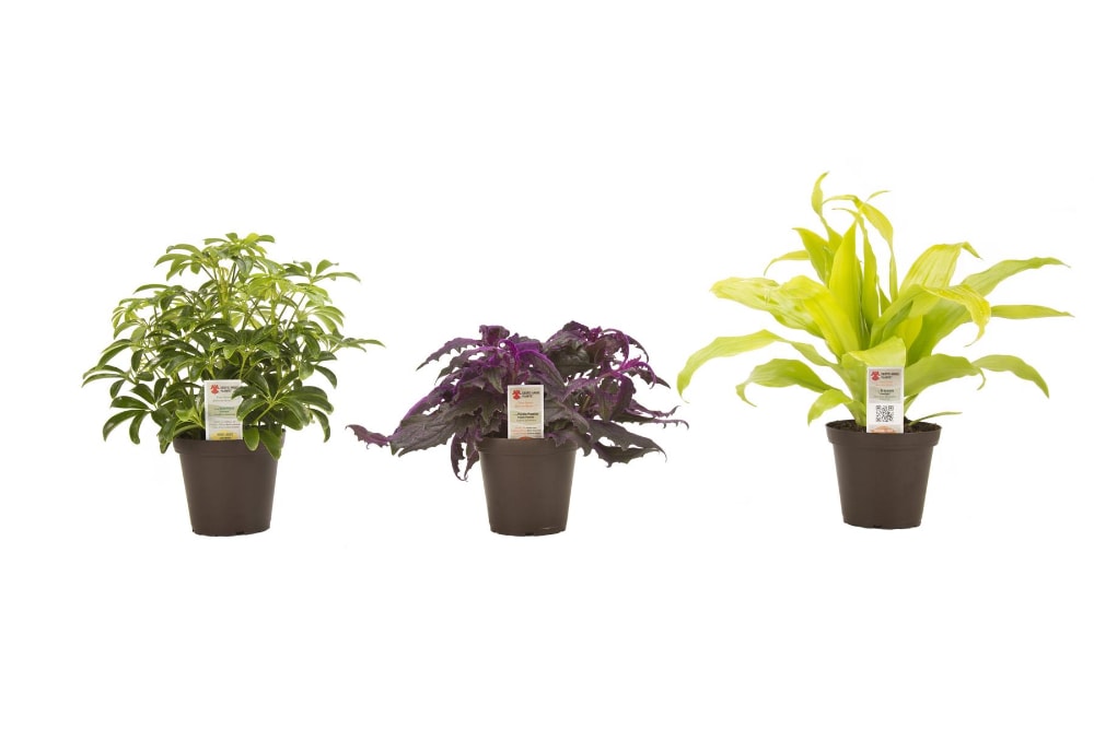 Costa Farms Exotic Angel Plant