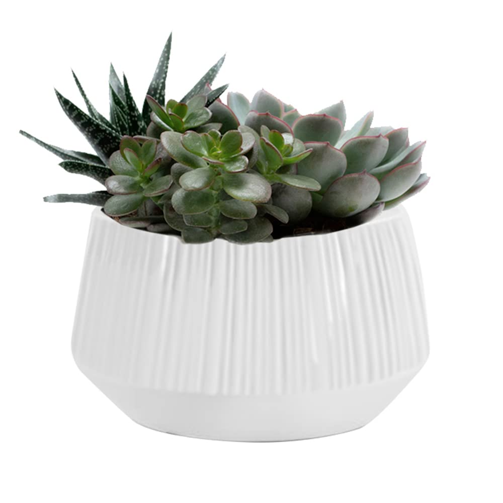 Plainview Growers Succulent Garden